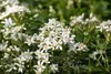 Choisya ternata 'White Dazzler', Orangenblume, weiß, 30–40 Produktbild-Vorschau 2