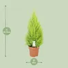 Cupressus Goldcrest 'Wilma' - Cedr - Izbová a záhradná Náhľad obrázku produktu 2