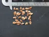 Albero dell'incenso (Boswellia sacra)  - 5 semi Anteprima dell’immagine prodotto 4