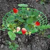 Garden King Tappeto per fragole in plastica 30 cm 10 pz Anteprima dell’immagine prodotto 5