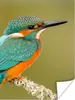 MuchoWow® Poster Eisvogel - Tiere - Vogel 90x120 cm - Produktbild-Vorschau 1