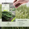 Thymian Samen - Heilkräuter Saatgut aus biologischem Anbau Produktbild-Vorschau 2