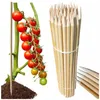 50x Beukenhouten Plantenstokken 78 cm Ø18 mm voor Tomaten Productafbeelding-voorbeeld 4