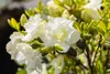 Rhododendron obtusum 'Schneeperle', weiß, 15–20 cm Produktbild-Vorschau 6
