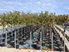 A row of potted trees, likely for sale, lined up outdoors under a partly cloudy sky. Produktbild-Vorschau