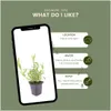 Plants by Frank | 12 Eisenkraut Pflanzen | Verbena Produktbild-Vorschau 5