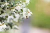 Osmanthus burkwoodii, Duftblüte, immergrün, 40–60 cm Produktbild-Vorschau 3