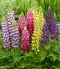 BALDUR Garten 3er Lupinen 'Lupinova®' Fantastic Colour Mix, Produktbild-Vorschau 3