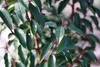Stauden Gänge 1 x Prunus lusitanica - Portugiesischer Produktbild-Vorschau 4