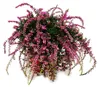 Calluna suspendue - Set de 3 plantes - Bruyère à balai Voir les images du produit 2