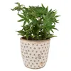 A potted plant with green leaves sits in a decorative pot with a heart pattern. Produktbild-Vorschau