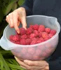 BALDUR Garten 1x Japanischer Blumen-Hartriegel, Pflanze im Produktbild-Vorschau 4