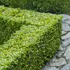 Buxus sempervirens 6 planten voor 1 laufenden Meter Productafbeelding-voorbeeld 5