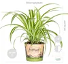Bloomique - Lot de 6 - Plantes d’intérieur sans danger pour Voir les images du produit 4