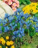 Iris reticulata 'Harmony', Zwerg-Iris, blau, ca. 9x9 cm Produktbild-Vorschau 3