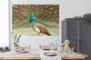 MuchoWow® Poster Pfaue - Vögel - Federn 180x120 cm - Produktbild-Vorschau 3