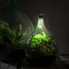 Two glass terrariums with plants inside, one lit from within, placed on a wooden surface. Náhľad obrázku produktu