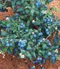 A close-up view of a blueberry bush with ripe blueberries and green leaves. Produktbild-Vorschau