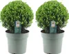 Ilex crenata 'Jenny' - Cesmína koule - Ø25cm - 2 rostliny - Náhled obrázku produktu 1