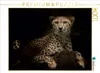 Calvendo Gepard 1000 Teile Puzzle quer 640x480mm, Produktbild-Vorschau 3