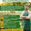 Green Guardia Florfliegenlarven gegen Blattläuse und Produktbild-Vorschau 14