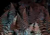 Vlies Fototapete - Ferns in the Woods - Third Variant Produktbild-Vorschau 5