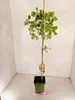 Pistacia vera 'Kerman', weiblich, Pistazienbaum, Höhe 100 Produktbild-Vorschau 2