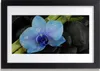 Bild 30x20 MDF-Rahmen Wandkunst Stein Blume Pflanze Produktbild-Vorschau 1