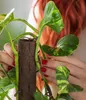 Dehner Efeutute, Epipremnum aureum, kletternde Produktbild-Vorschau 3