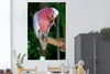 MuchoWow® Poster Roter Kakadu auf einem Holzast 120x180 cm Produktbild-Vorschau 2
