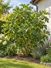 Vijgenboom 'Brown Turkey', circa 30 cm – Ficus carica, Productafbeelding-voorbeeld 3