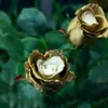 100 pièces Golden Rose graines de fleurs de croissance Voir les images du produit 6