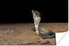 MuchoWow® Poster Indische Kobra bewegt sich im Sand 120x80 Produktbild-Vorschau 1