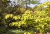 Cornus florida, Blumen-Hartriegel, 60–80 cm, weiße Blüten Produktbild-Vorschau 2