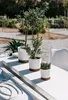 Three potted plants are arranged on a white table outdoors. Anteprima dell’immagine prodotto