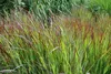 Stauden Gänge 5 x Panicum virgatum 'Shenandoah' im 1 Liter Produktbild-Vorschau 7