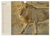 Löwen. Majestätische Kraft (Wandkalender 2027 DIN A4 quer), Produktbild-Vorschau 7