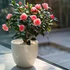 Kamelia japońska - 2 szt - Camellia japonica 'Dr. King' - Podgląd zdjęcia produktu 6