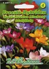 Freesie Super Mischung  | Blumensamenmischung von N.L. Produktbild-Vorschau 4