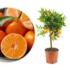 Meine Orangerie Clementinenbaum Mezzo - süße Clementine - Produktbild-Vorschau 1