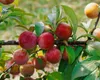 Prunus domestica 'Königin Viktoria', Pflaume, 40 cm Produktbild-Vorschau 1