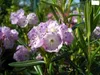 Zwerg-Berglorbeer - Lorbeerrose - Kalmia polifolia - Produktbild-Vorschau 2