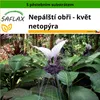 SAFLAX - Nepálští obři - květ netopýra - Tacca nevia white Náhled obrázku produktu 6
