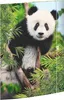 RNK Zeichenmappe Panda DIN A3 Gummizug 310x440mm Produktbild-Vorschau 1