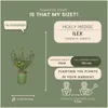 Planten van Frank | Taxushaag | Ilex Crenata 'Jenny' | Productafbeelding-voorbeeld 4
