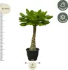 Vulkanpalme Brighamia insignis Zimmerpflanze 25cm hoch Produktbild-Vorschau 2