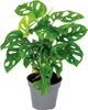 Bloomique - Monstera Adansonii - Monkey Leaf - Plante Voir les images du produit 1