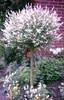 Harlekin Weide 160 cm Stamm – Salix Hakuro Nishiki – Produktbild-Vorschau 2