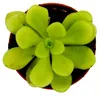 Plante carnivore - Pinguicola agnata - Pot de 9 cm Voir les images du produit 5