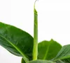 Bloomique - 3er Set - Musa Oriental Dwarf - Bananenpflanze Produktbild-Vorschau 3